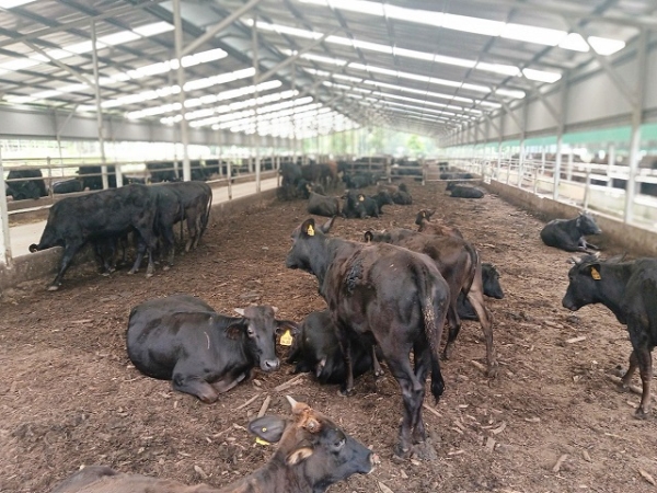 Trang trại bò Kobe Hồng Thái